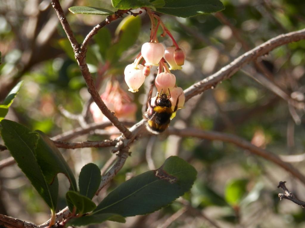 Monte Da Ameira Roncão المظهر الخارجي الصورة